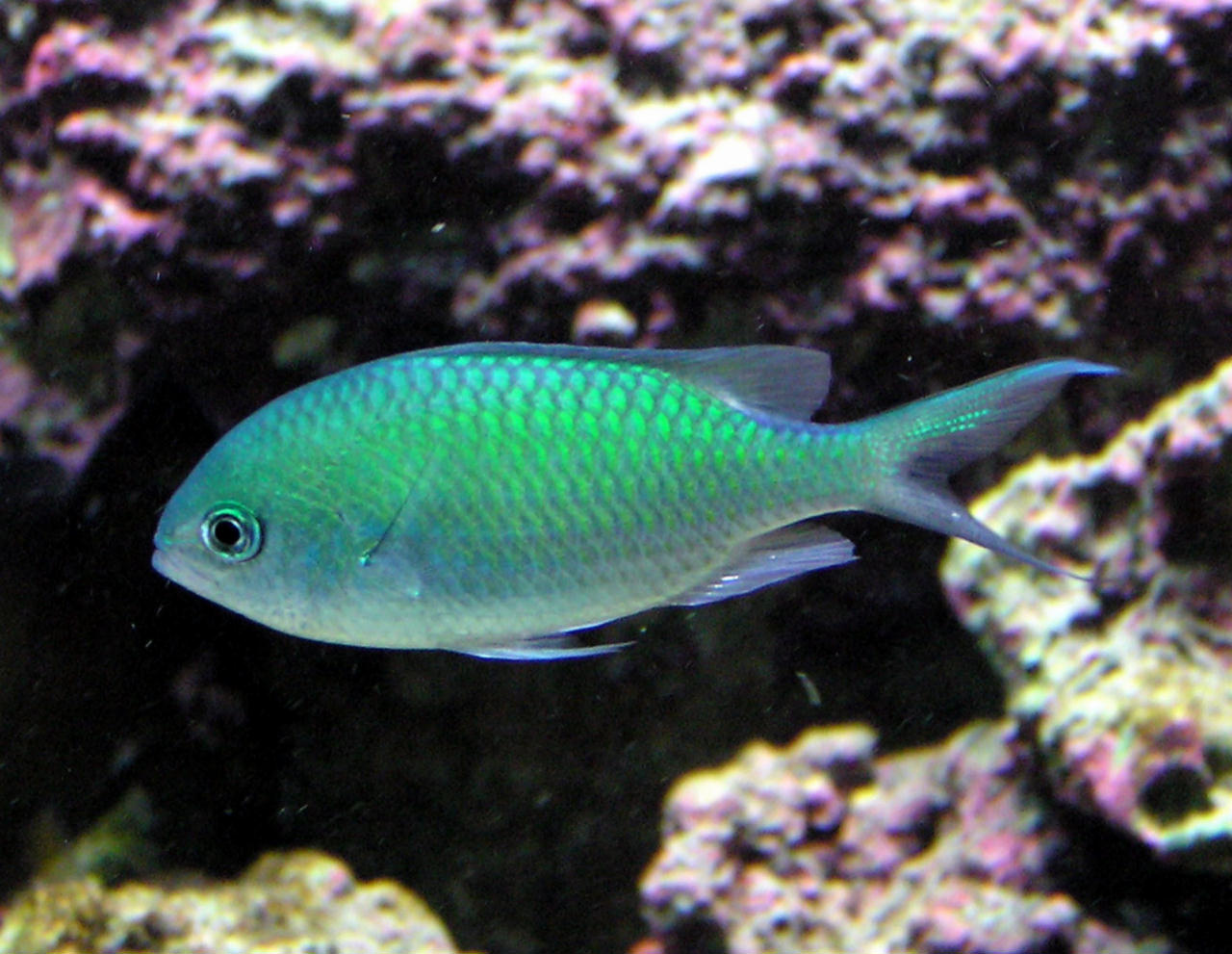 Chromis verater